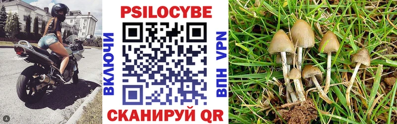 где найти   Лагань  Галлюциногенные грибы Psilocybe 